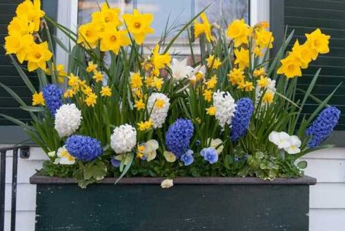 Kako izbrati cvetlična korita?