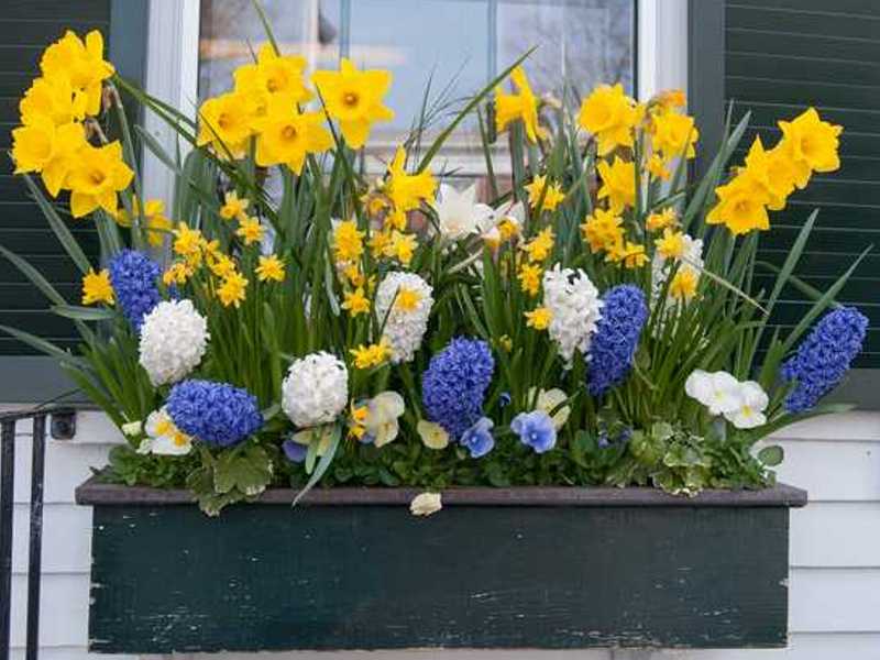 Kako izbrati cvetlična korita?