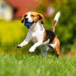 Spoznajte glavne prednosti lososovega olja za pse lososovo olje za pse